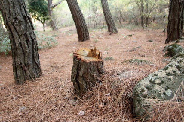 Best Commercial Tree Removal  in USA